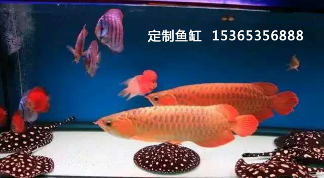红龙鱼